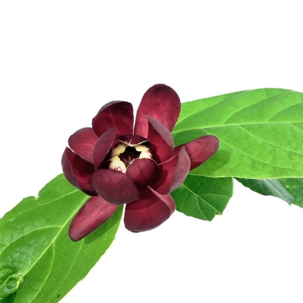 Calycanthus r. 'Aphrodite'.