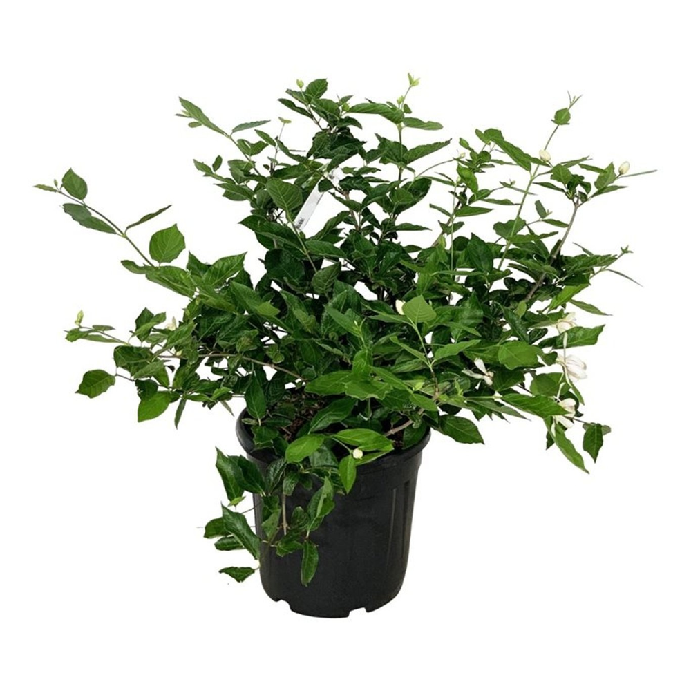 Calycanthus 'Venus'.