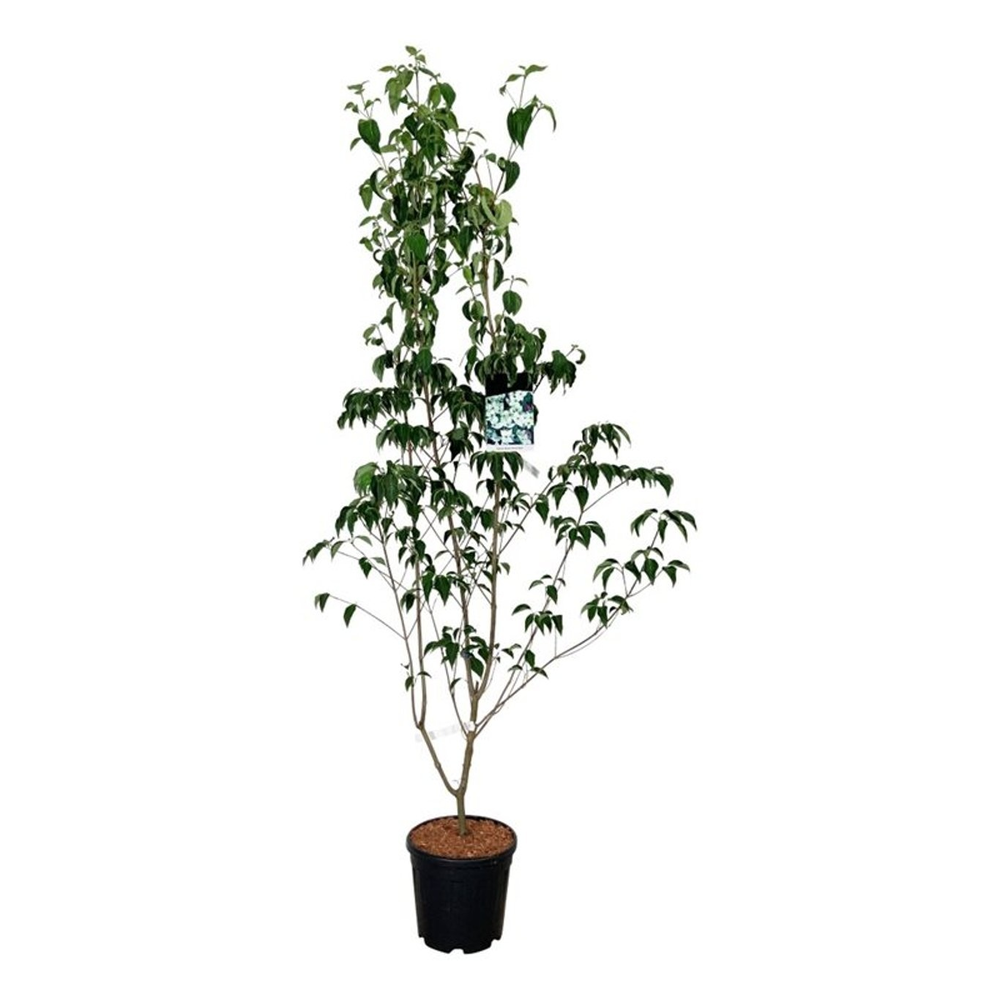 Cornus kousa 'China Girl'.