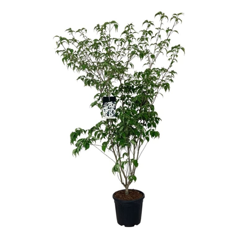 Cornus kousa 'Weisse Fontaine'.