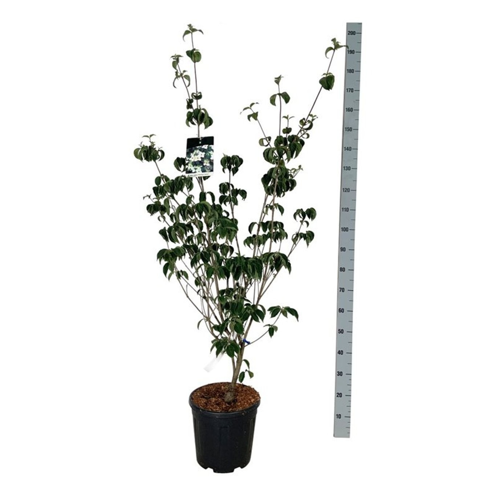 Cornus kousa 'Wieting's Select'.