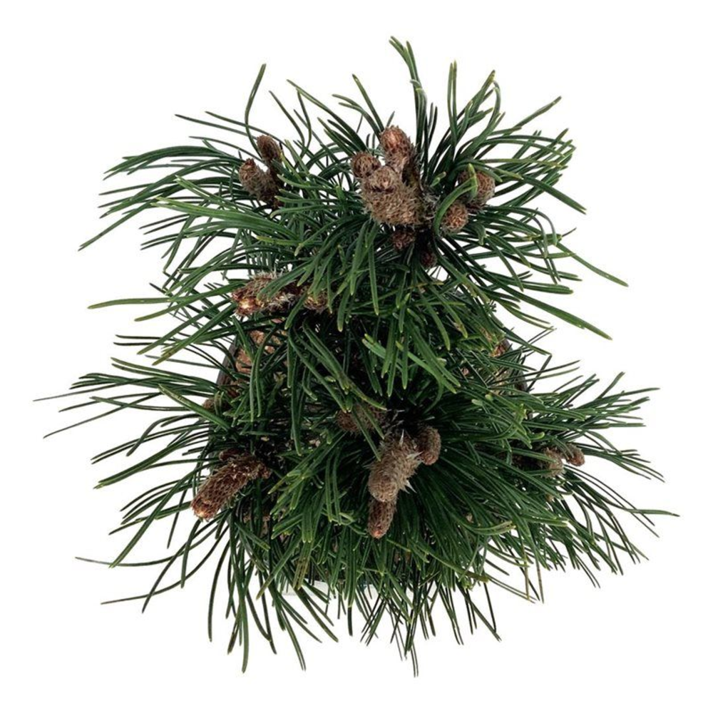 Pinus held. 'Satellit'.