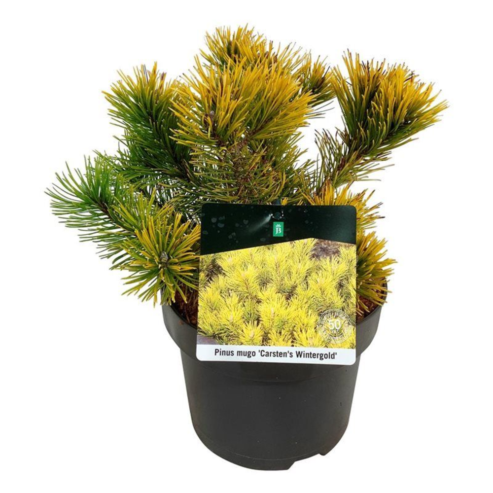 Pinus mugo 'Carsten's Wintergold'.