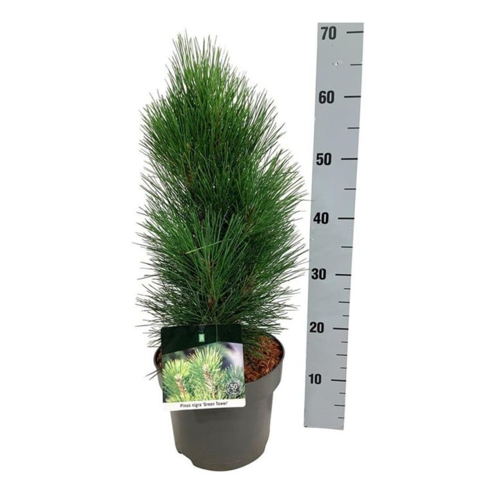 Pinus nigra 'Green Tower'.