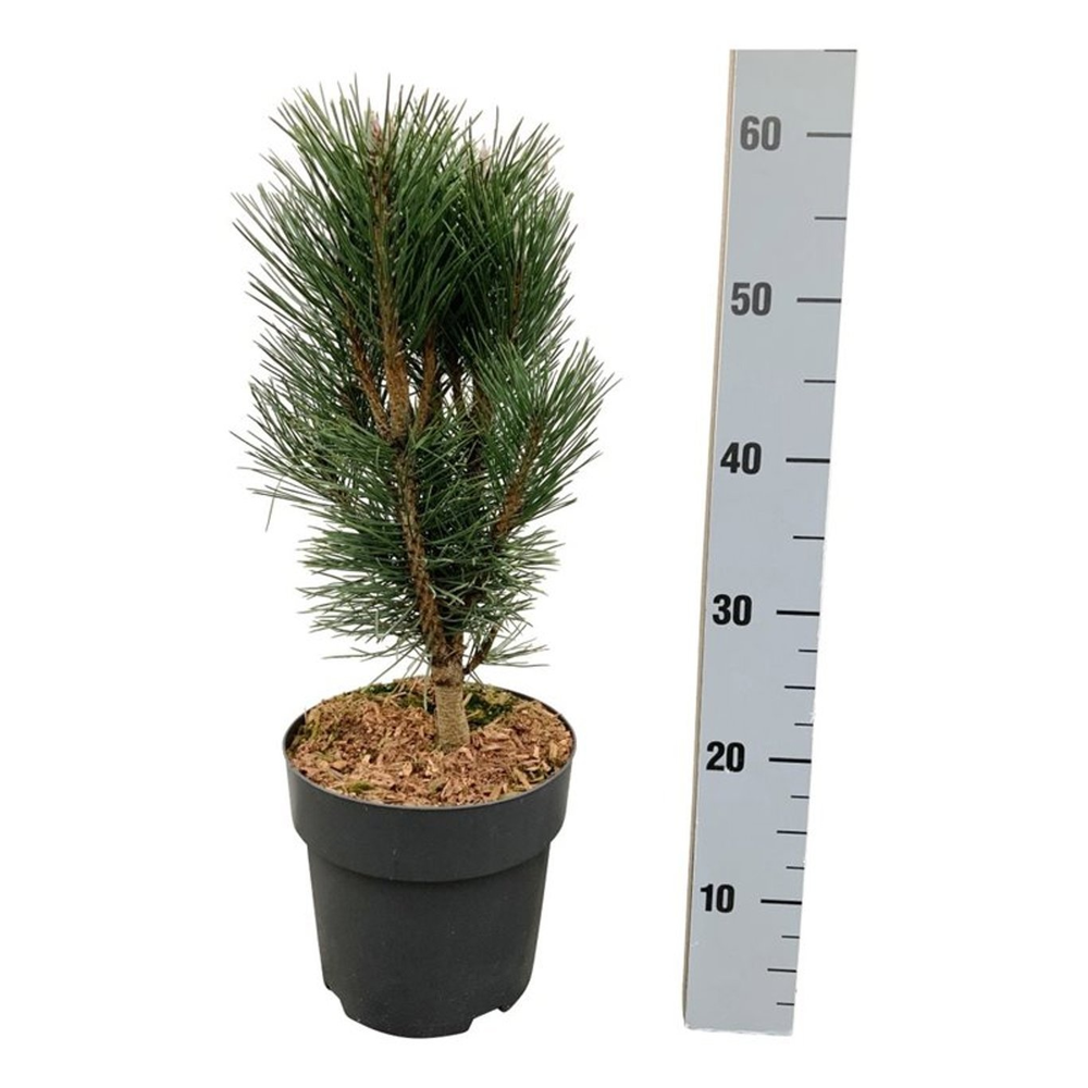 Pinus nigra 'Loïs'.