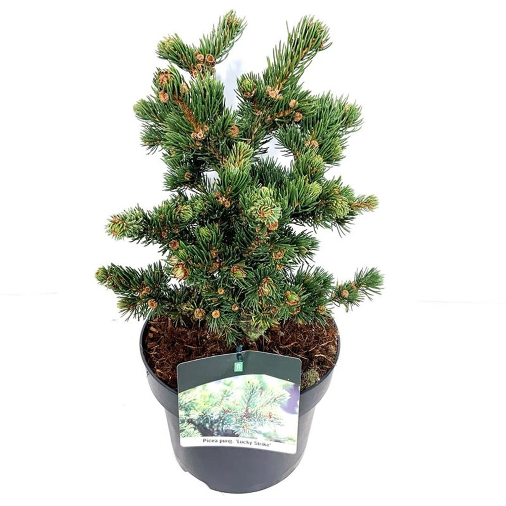 Picea pung. 'Lucky Strike'.