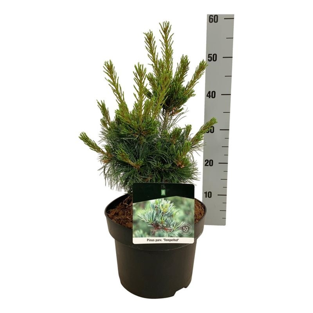 Pinus parv. 'Negishi'.