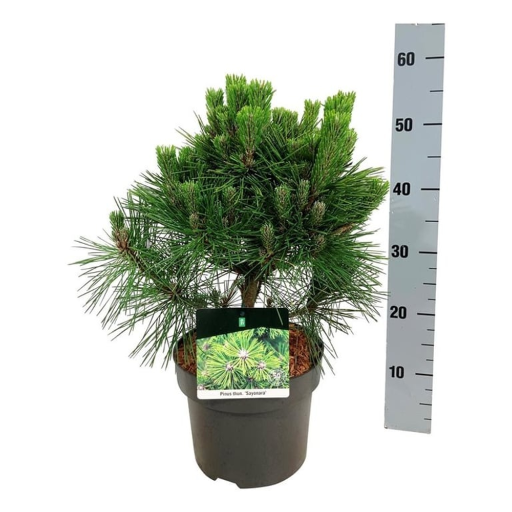 Pinus thunbergii 'Sayonara'.
