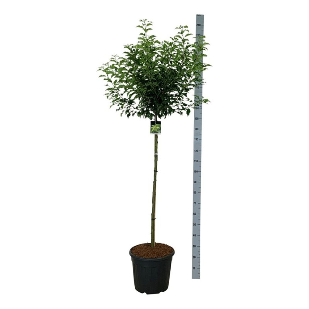 Prunus lus. 'Brenelia' PBR.