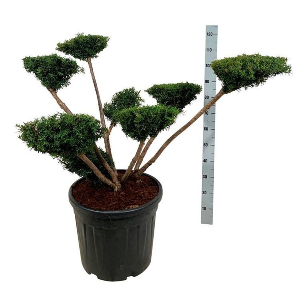 Taxus media 'Farmen'.