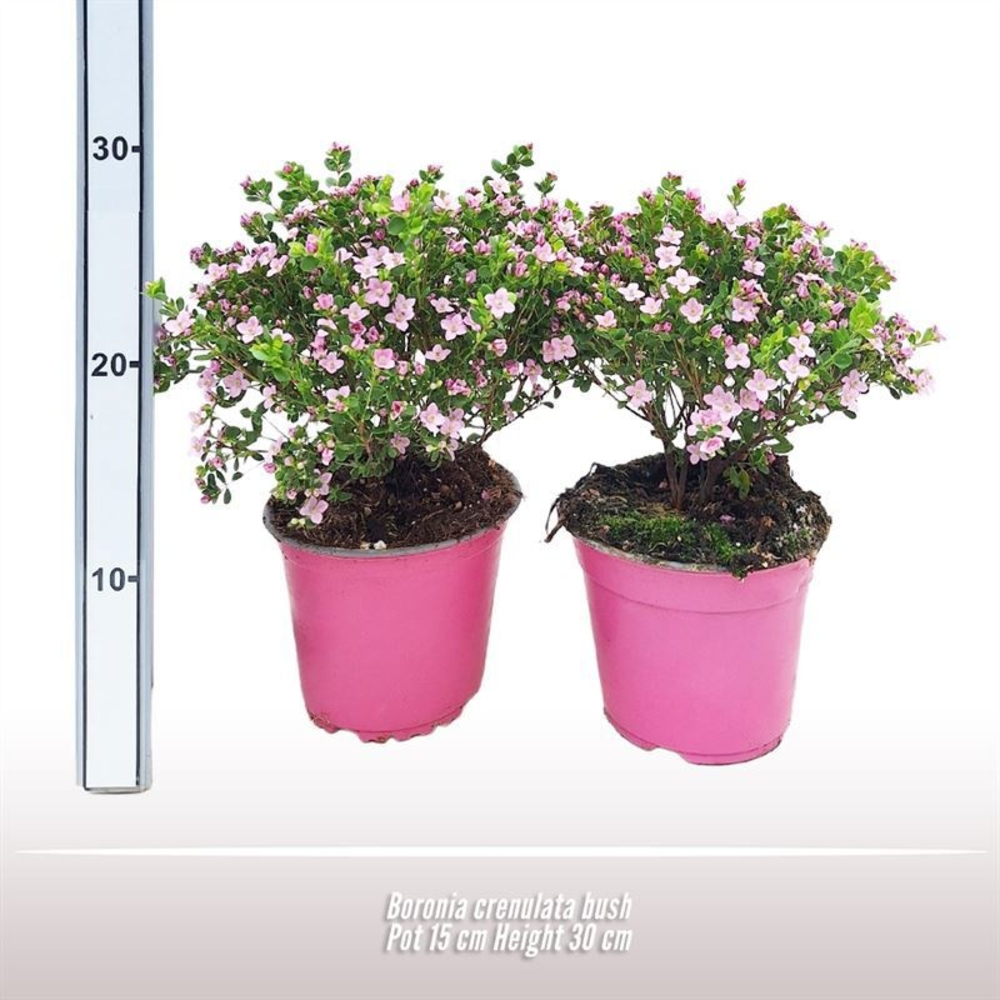 Boronia crenulata struik.