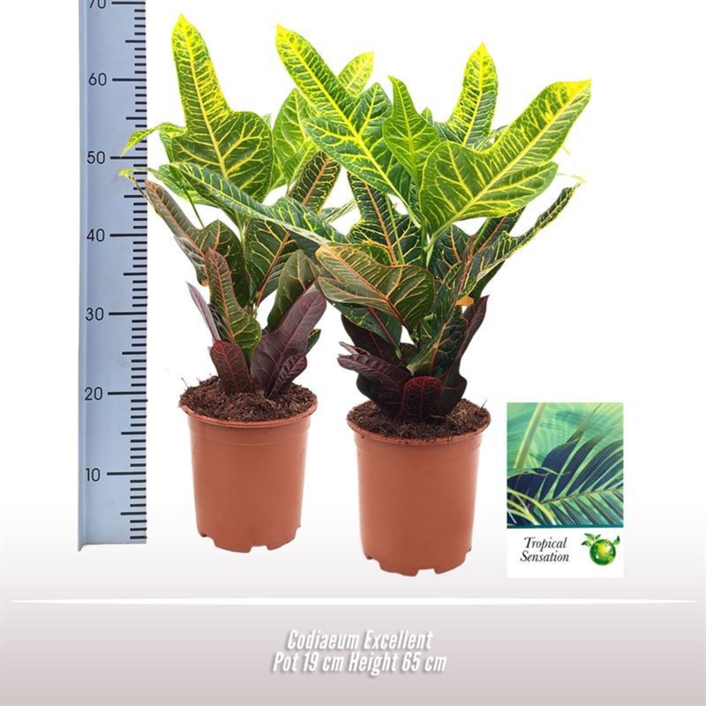 Codiaeum Excellent.