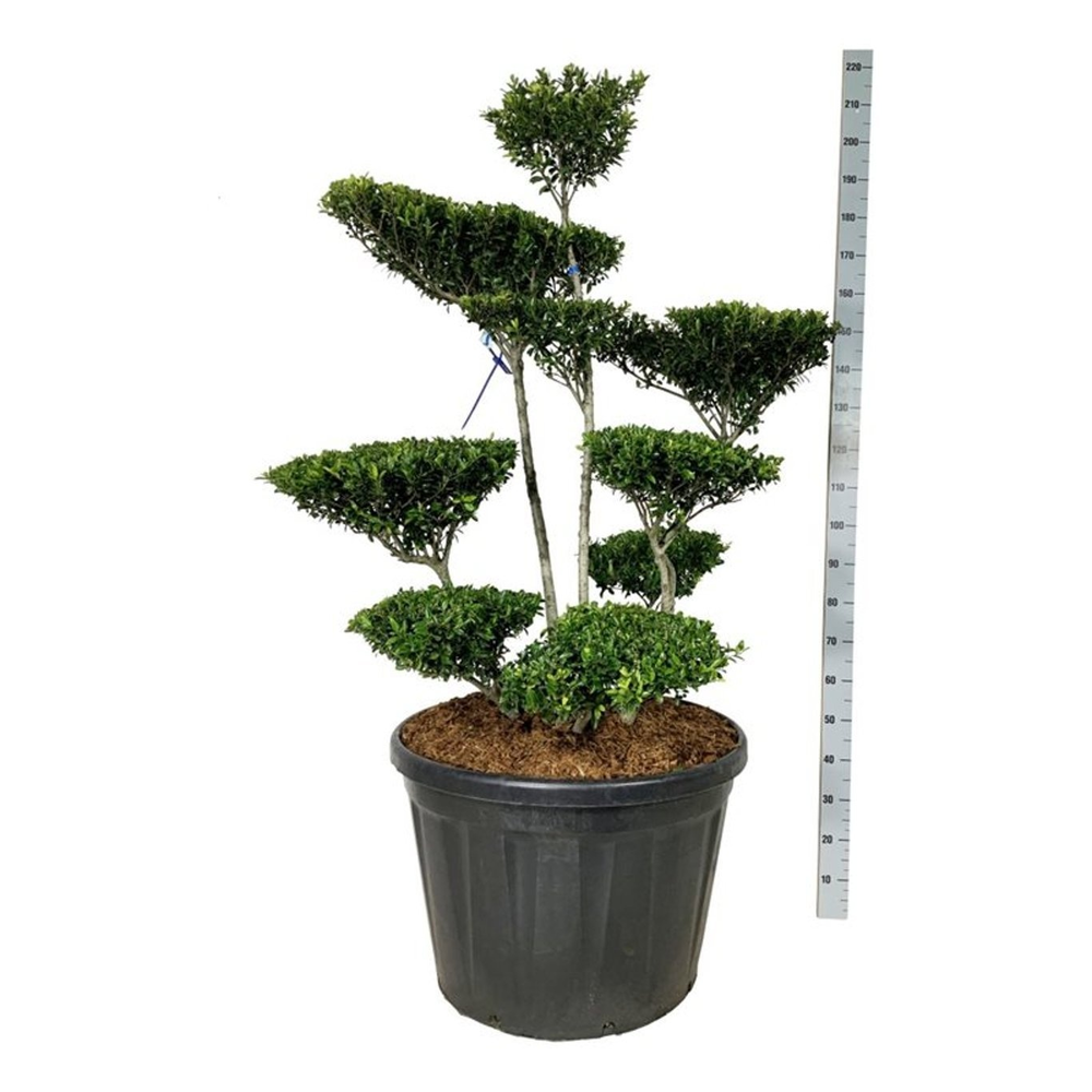 Ilex crenata 'Blondie'.