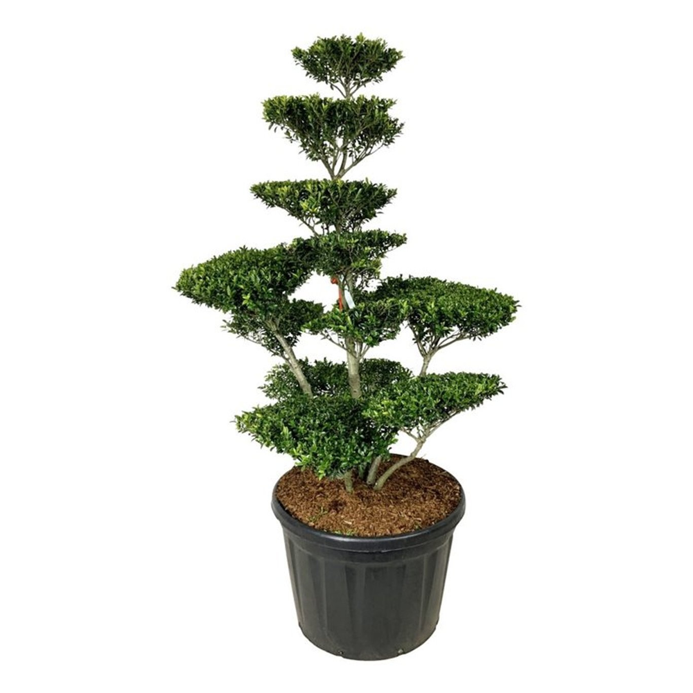 Ilex crenata 'Blondie'.