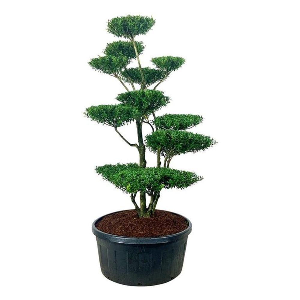 Ilex crenata 'Blondie'.