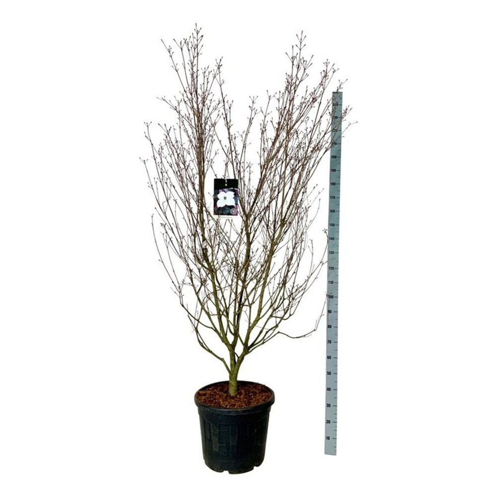 Cornus kousa 'Cappucino'.