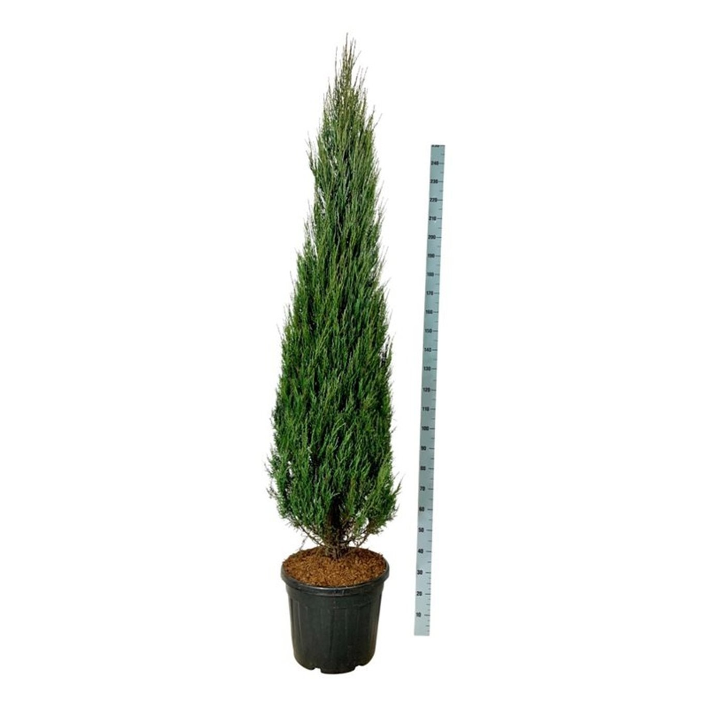 Juniperus scop. 'Blue Arrow'.