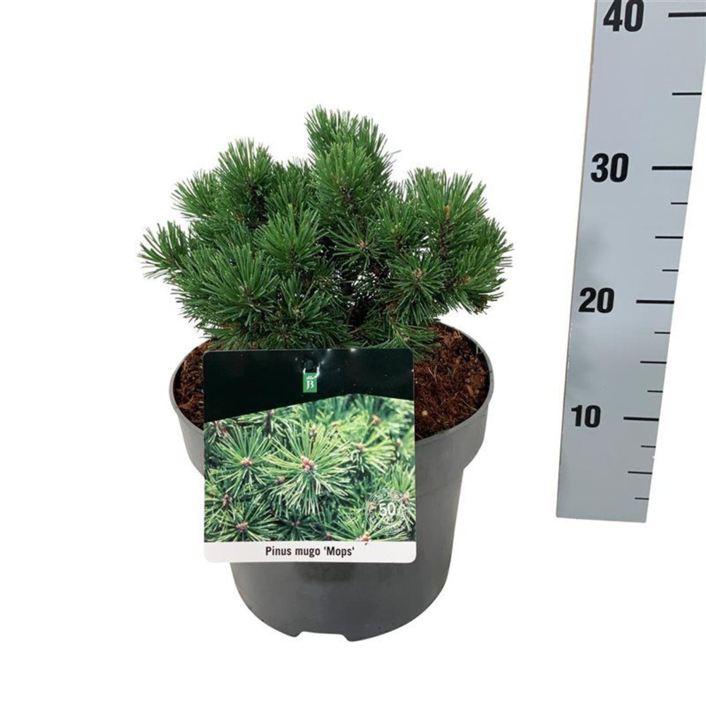 Pinus mugo 'Mops'.