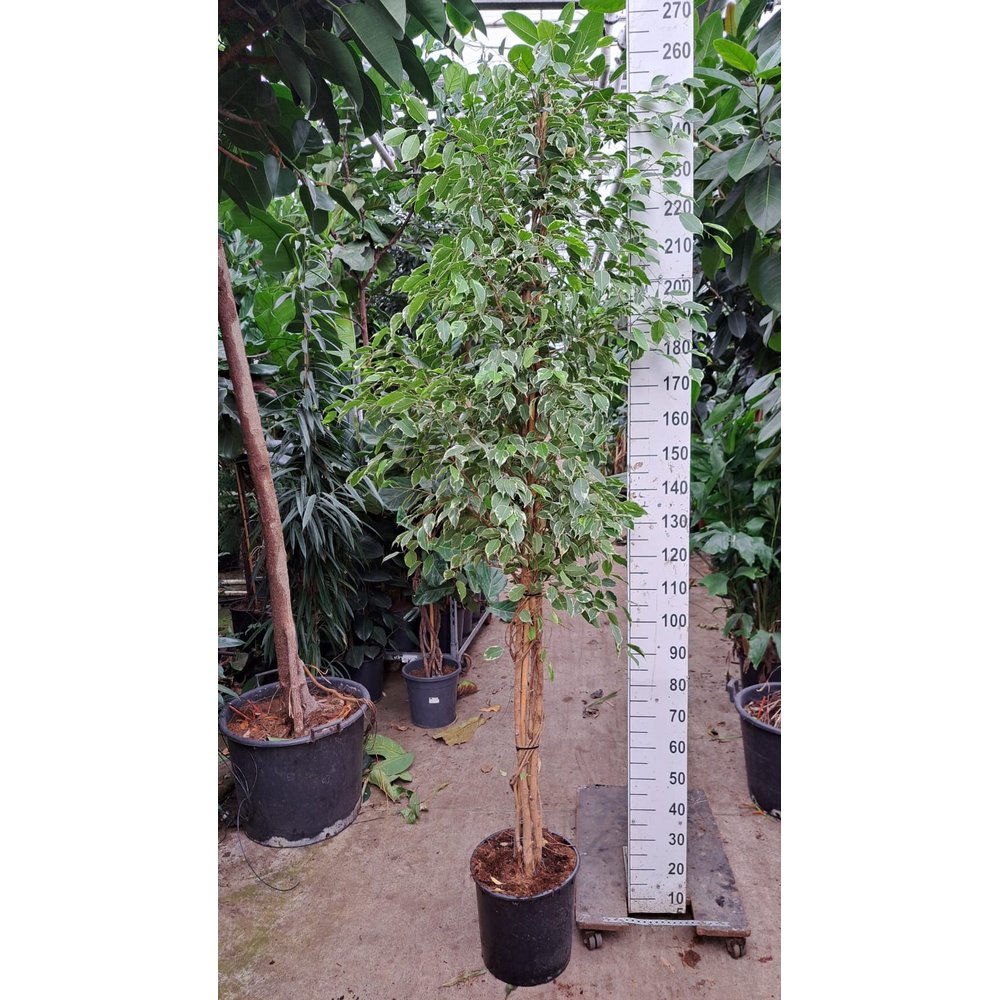 Ficus Benjamina Golden King multistam.