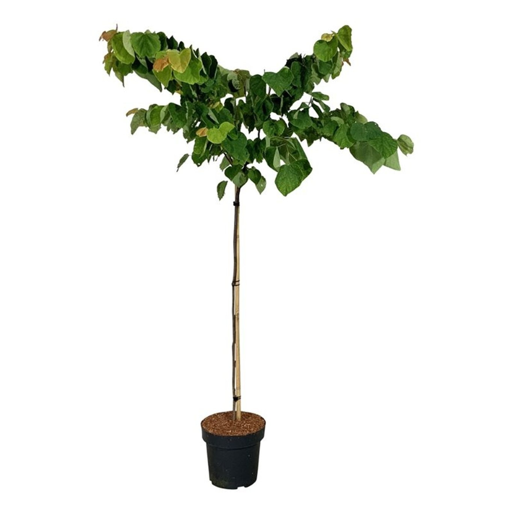 Cercis can. The Rising Sun.