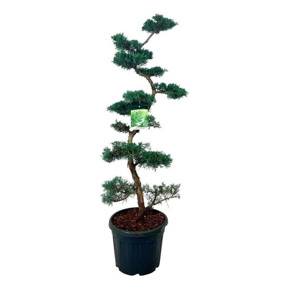 Juniperus virg. 'Grey Owl'.