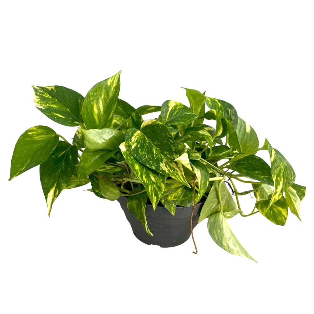 Scindapsus Aureus P17 Bowl.