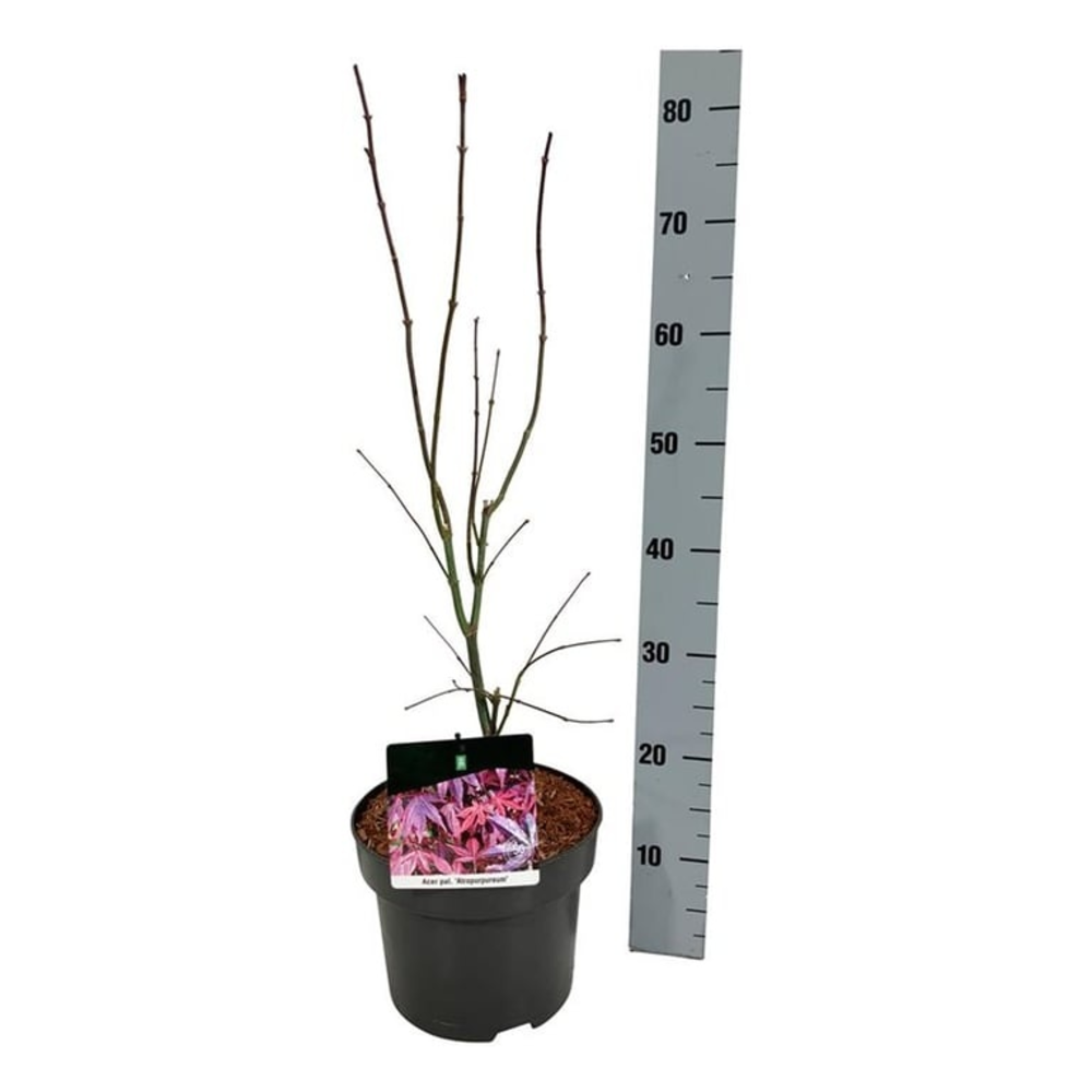 Acer pal. 'Atropurpureum'.