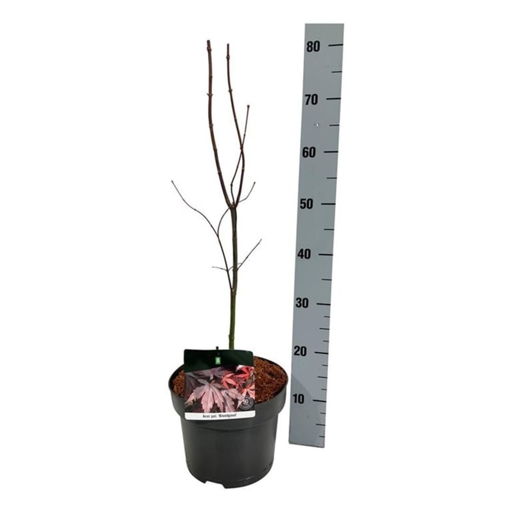 Acer pal. 'Bloodgood'.