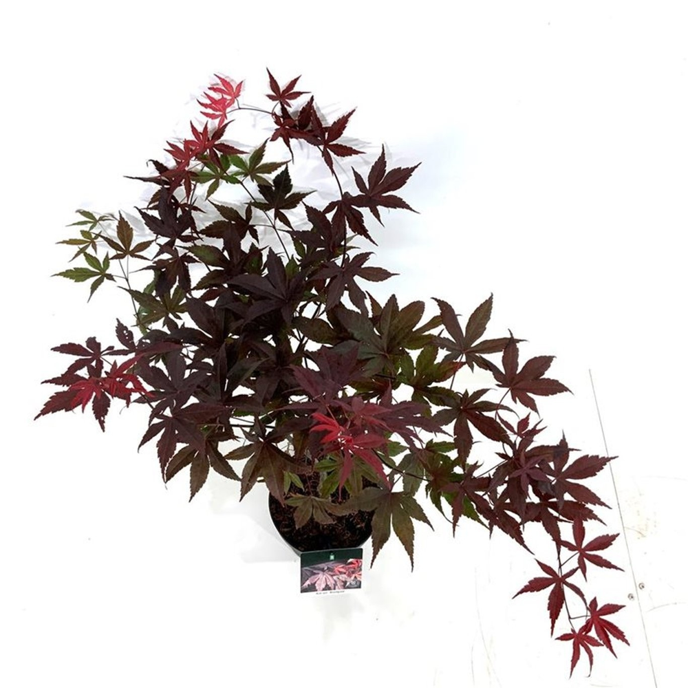 Acer pal. 'Bloodgood'.