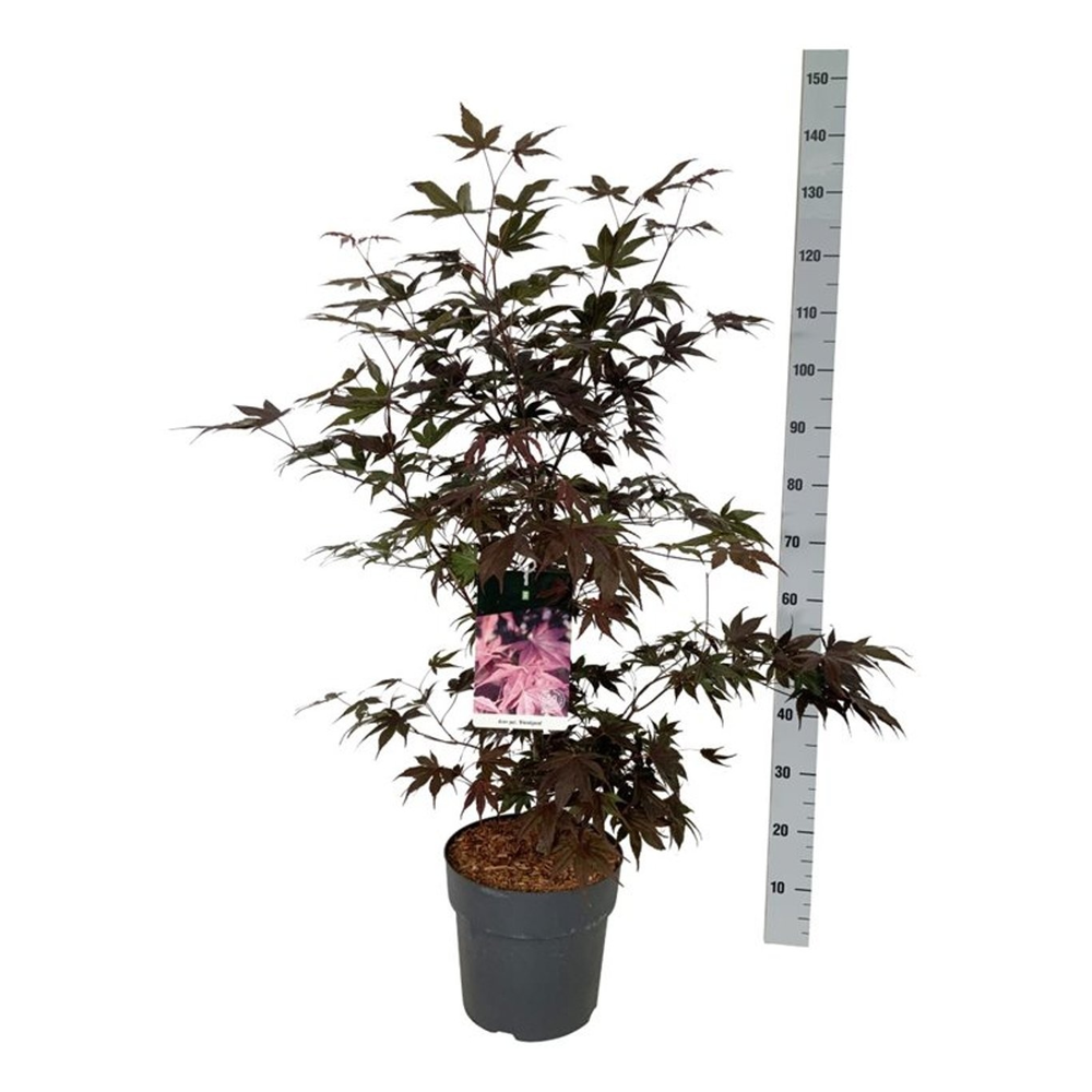 Acer pal. 'Bloodgood'.