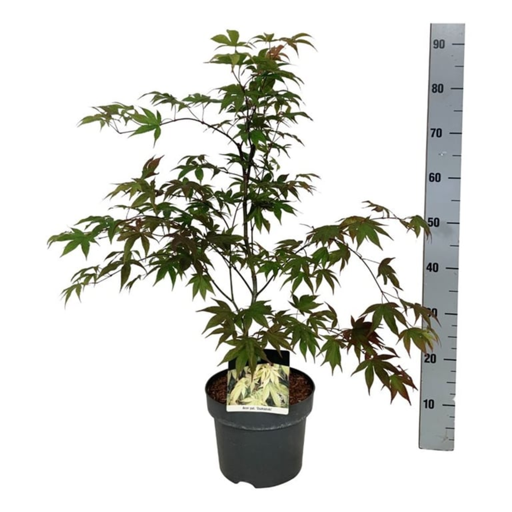 Acer pal. 'Osakazuki'.