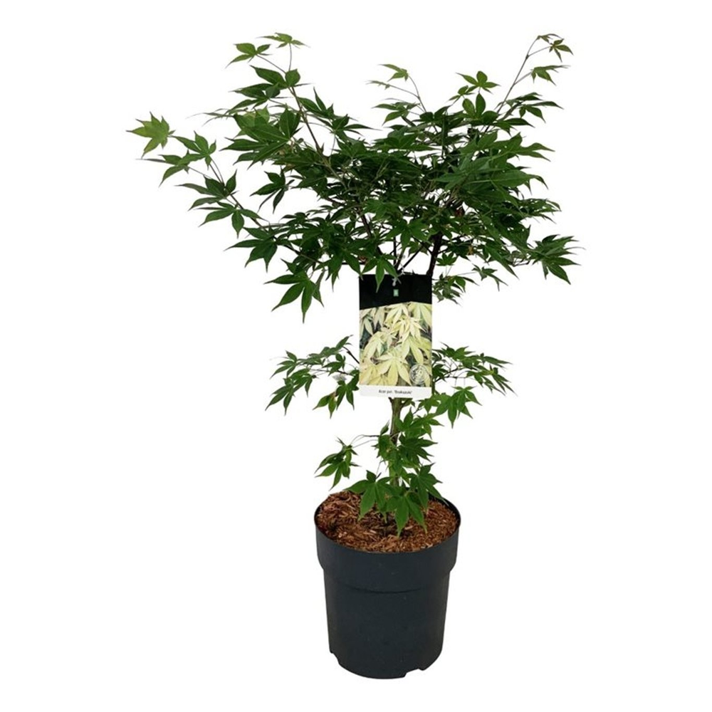 Acer pal. 'Osakazuki'.