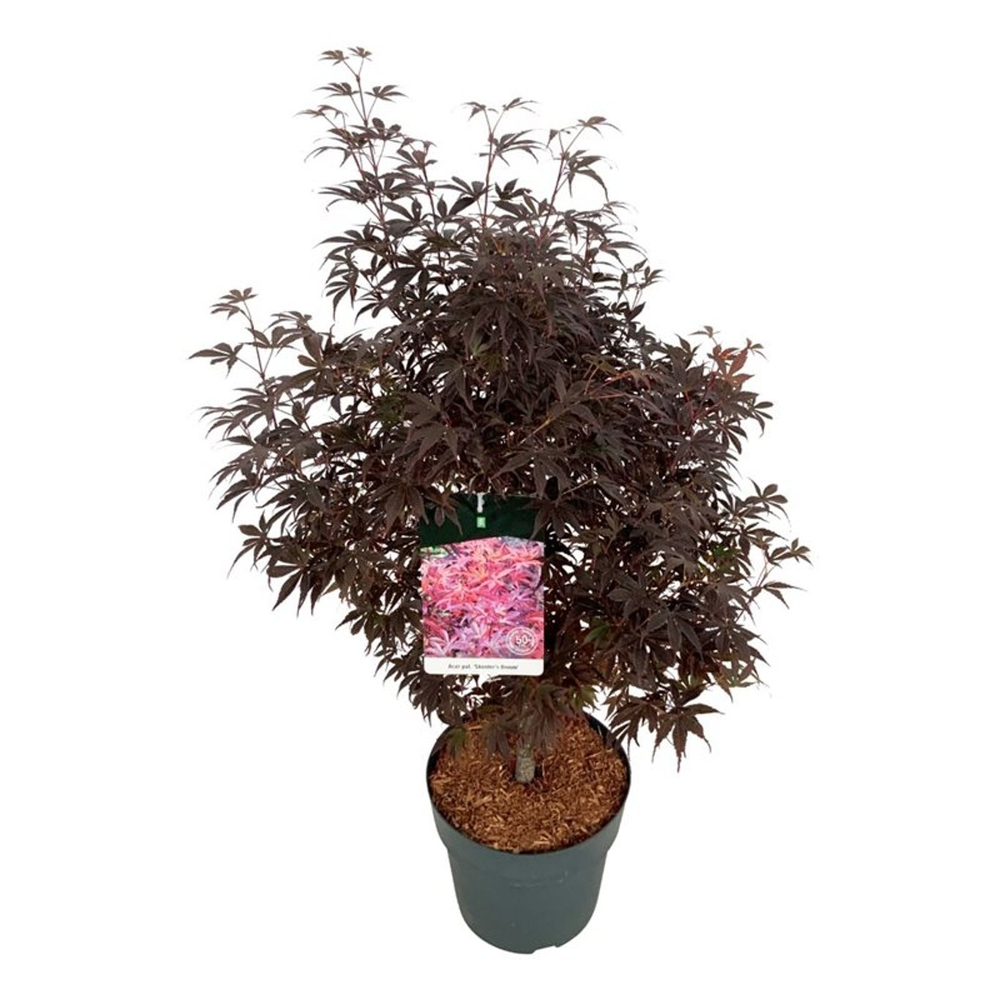 Acer pal. 'Skeeter's Broom'.