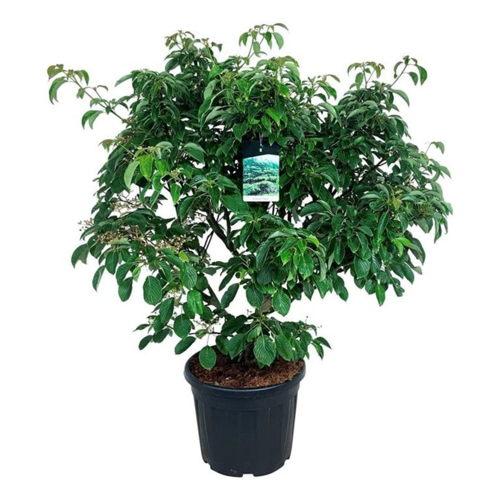 Cornus controversa 'Pagoda'.