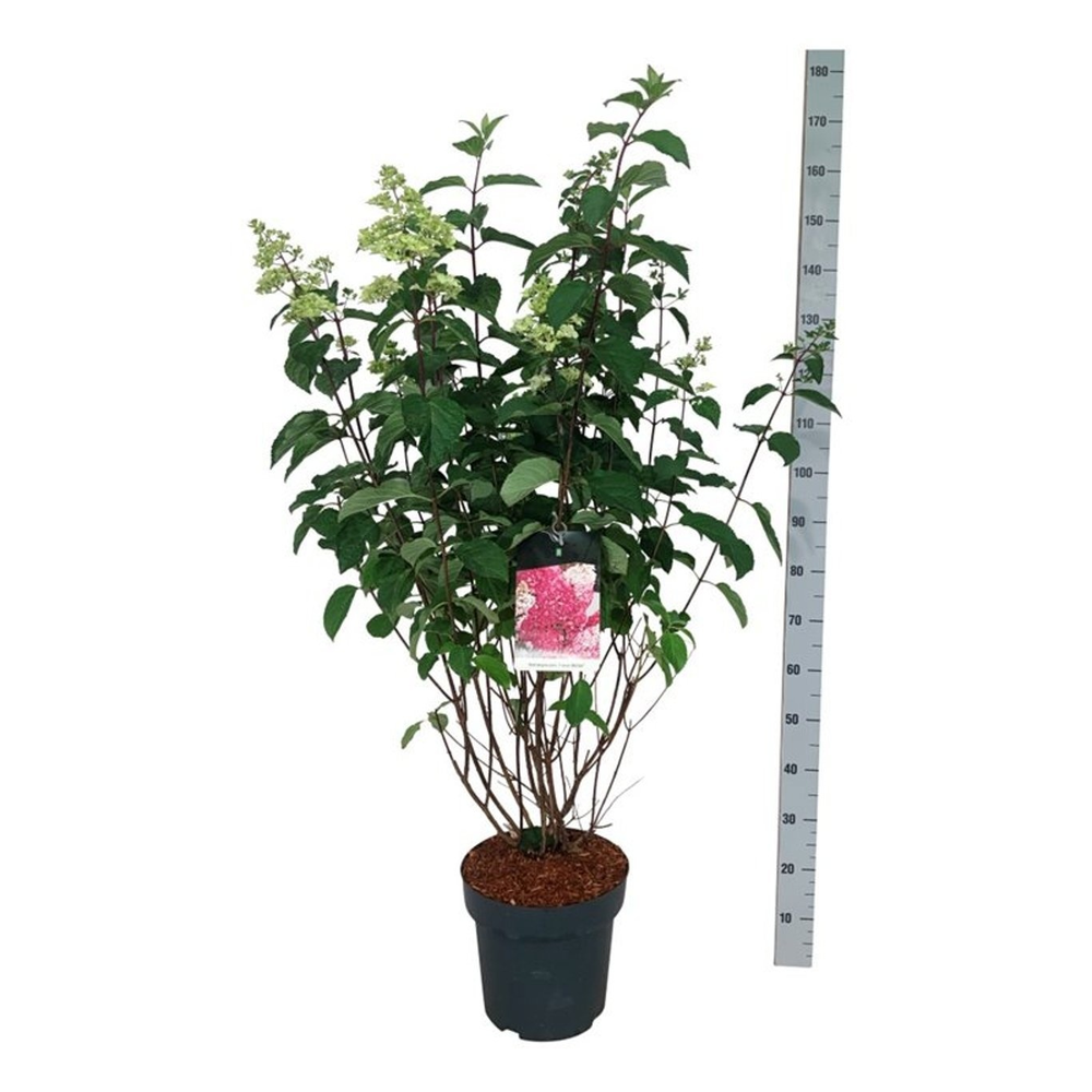 Hydrangea pan. 'Fraise Melba'.