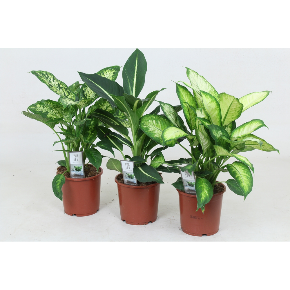 Dieffenbachia Camilla/Green Magic/Compacta 17 cm.