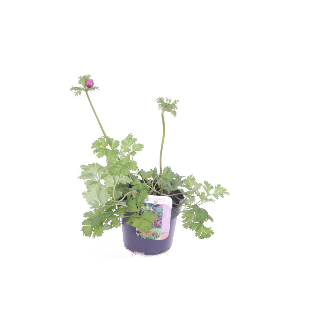 Anemone coronaria Animo Double Pink.