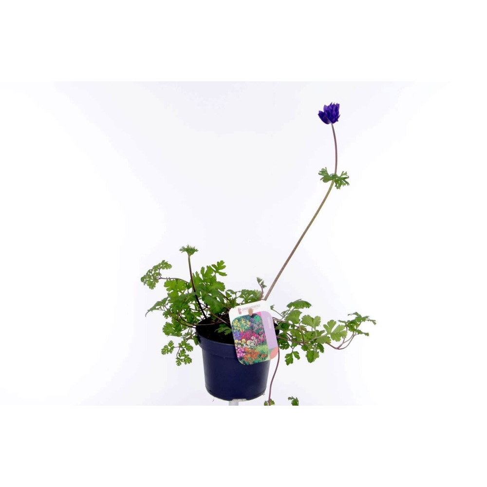 Anemone coronaria Animo Double Blue.