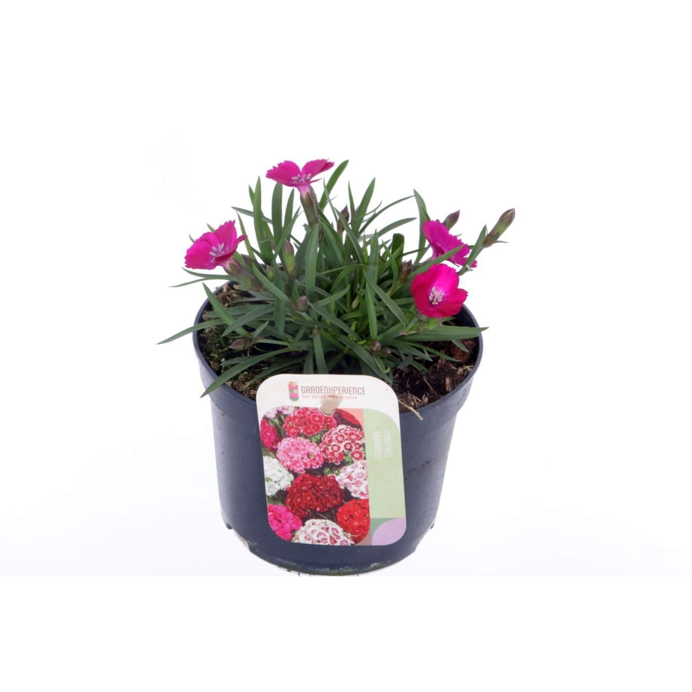 Dianthus barb. Barbarini Purple.