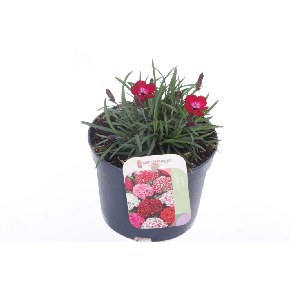 Dianthus barb. Barbarini Red.