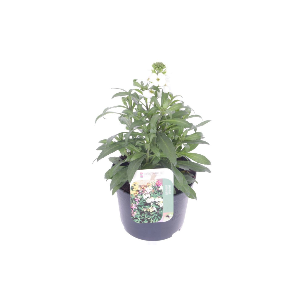 Erysimum lin. Leya White.