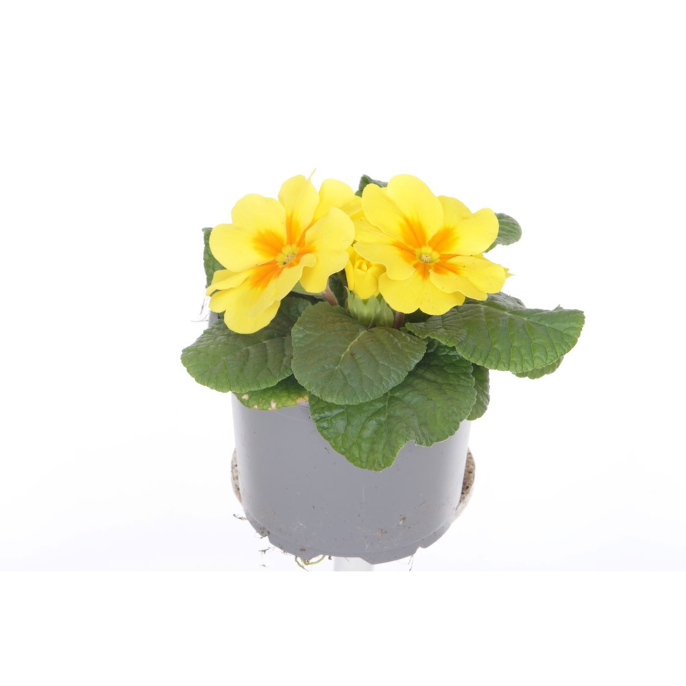 Primula acaulis Evie Yellow.
