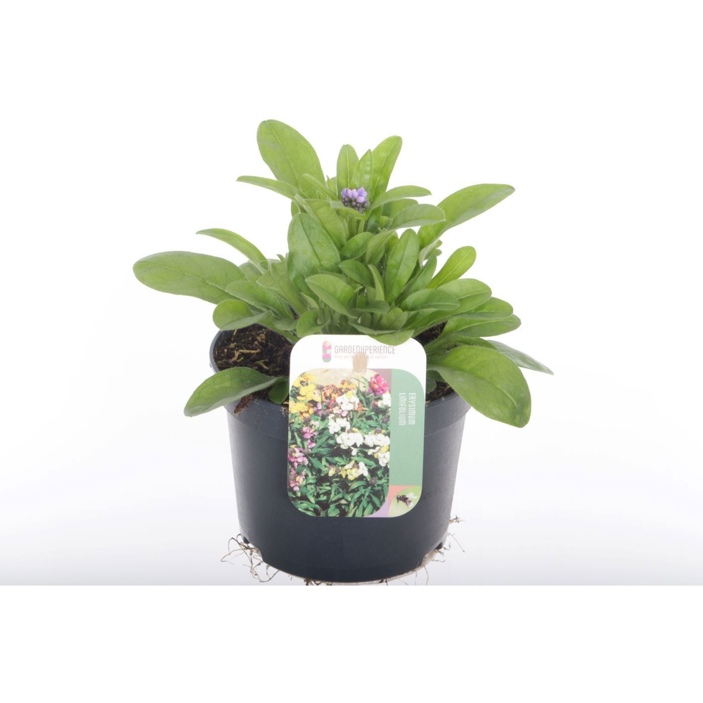 Myosotis sylvatica Compindi Blauw.