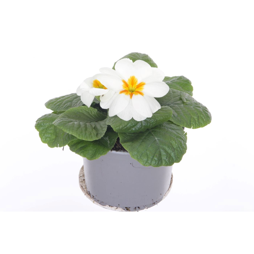 Primula acaulis Evie White.