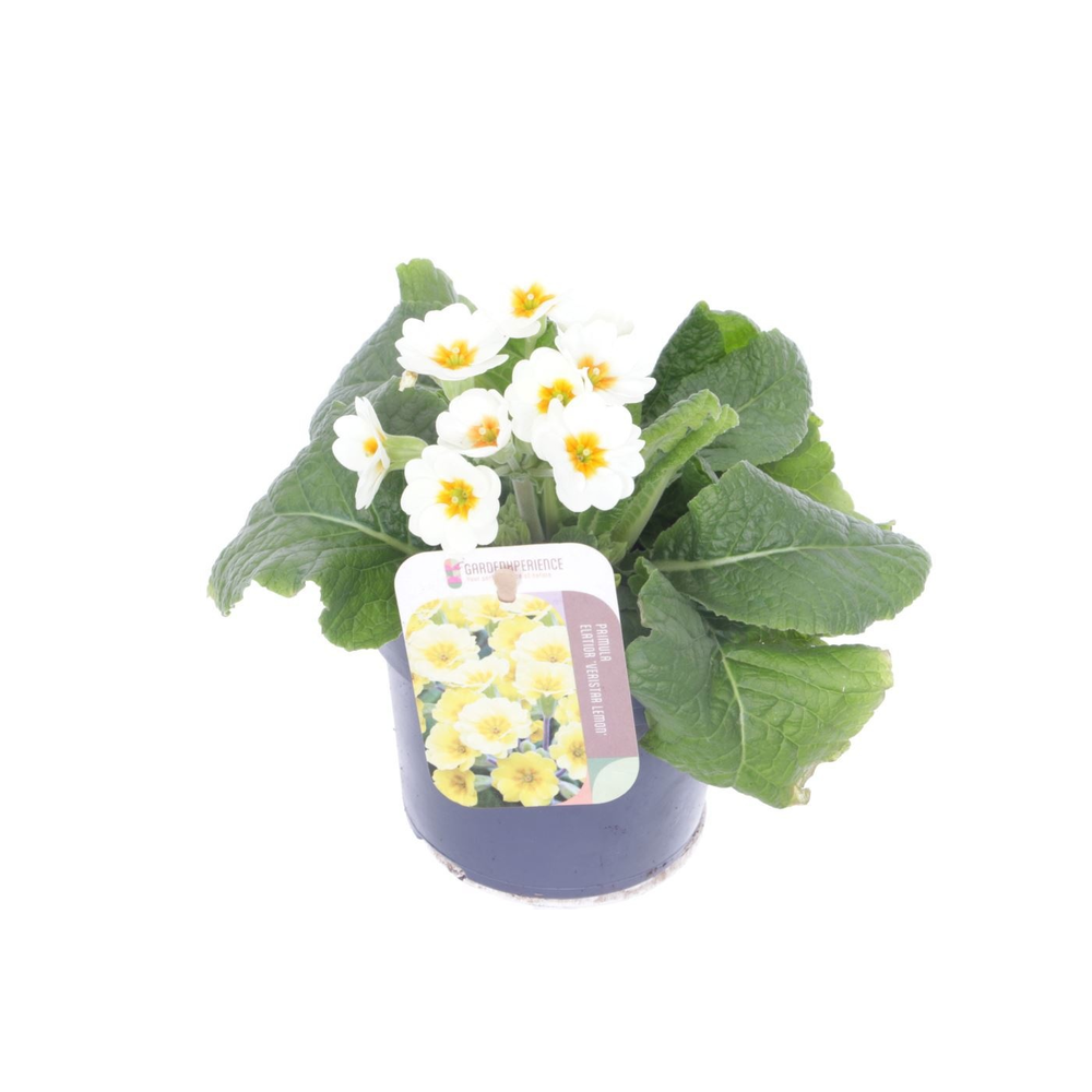 Primula elatior Eternity.