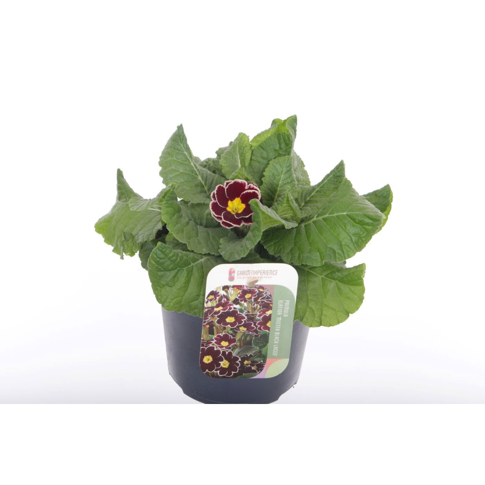 Primula elatior Veristar Wine Rose Silver Laced.