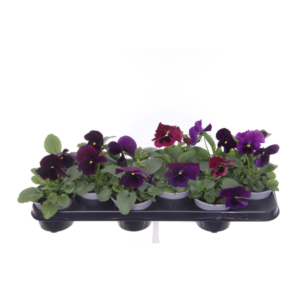 Viola witt. Colossus Purple with Blotch.