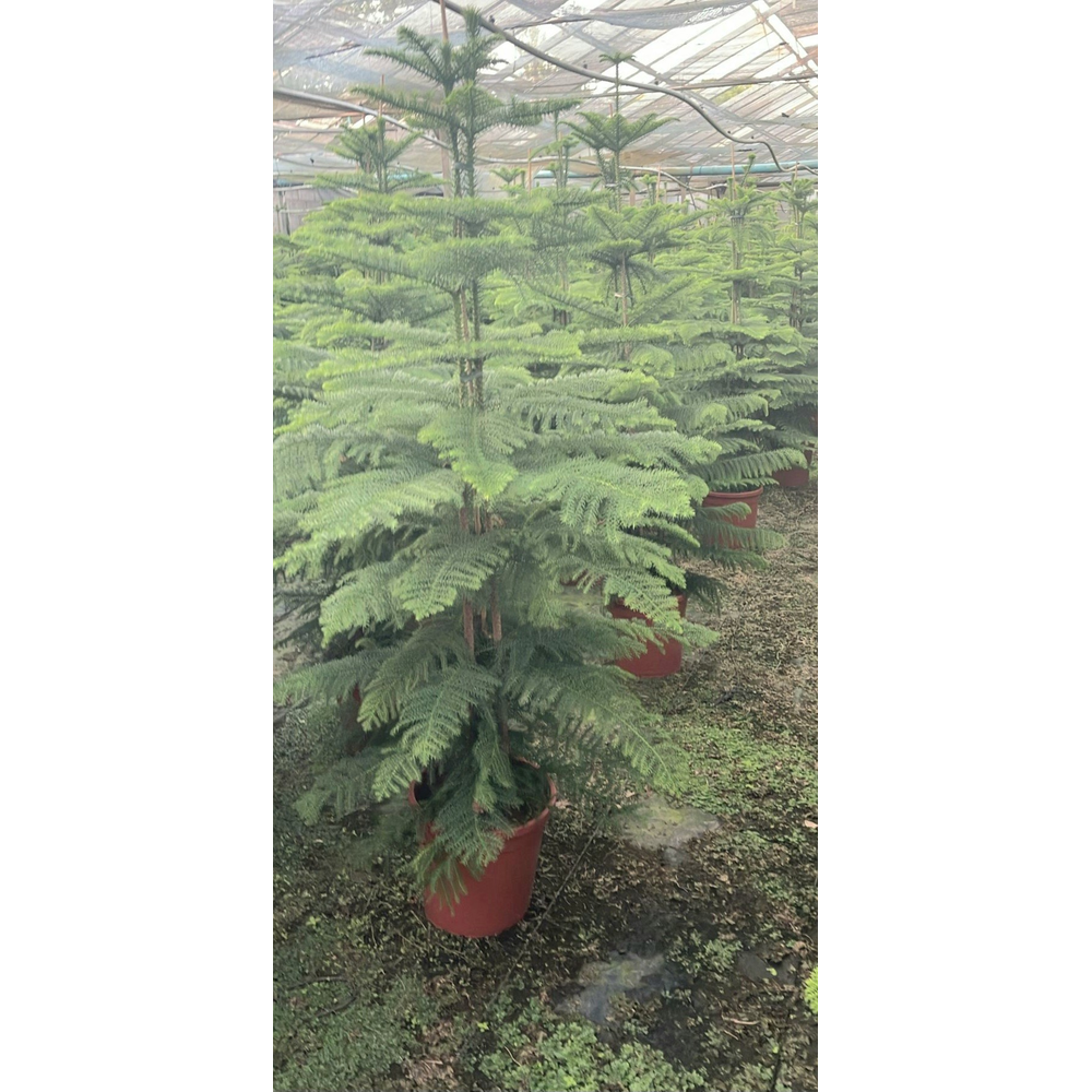 Araucaria heterophylla.