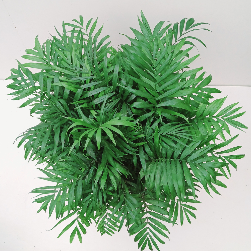 Chamaedorea elegans.