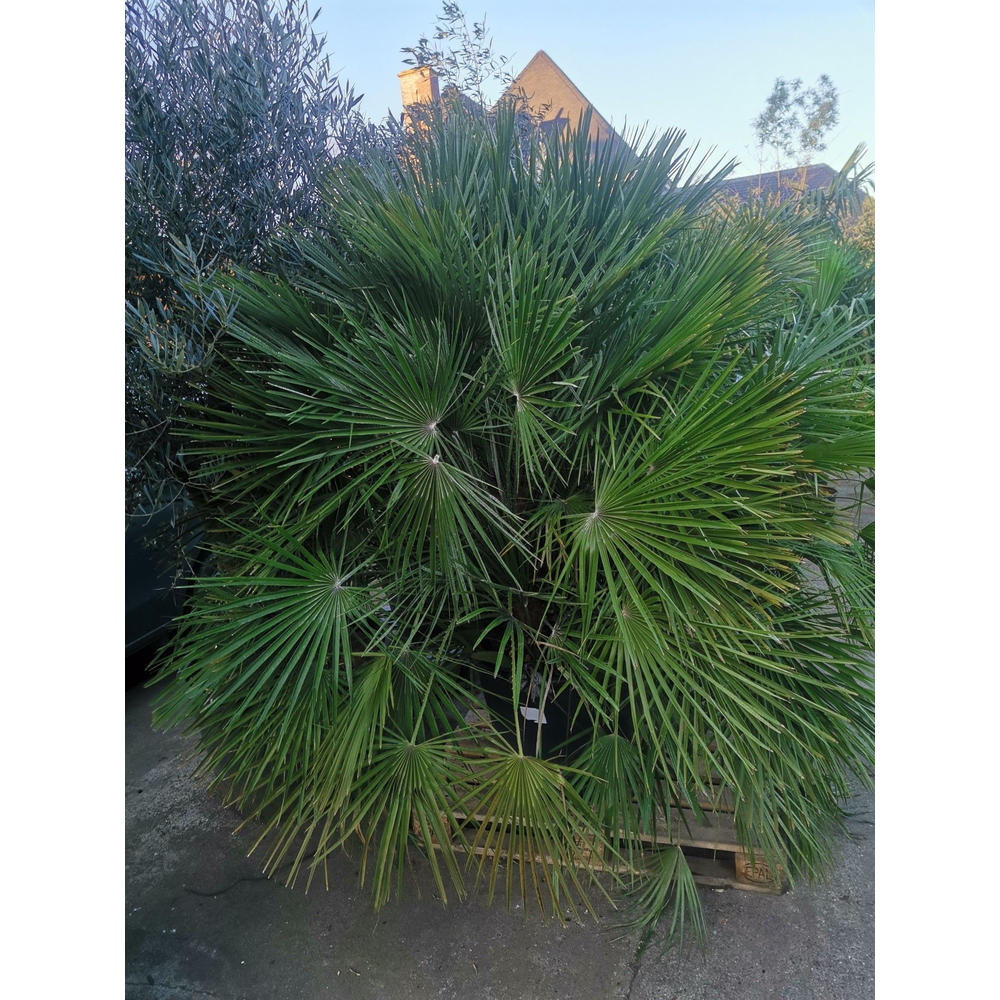 Chamaerops humilis.